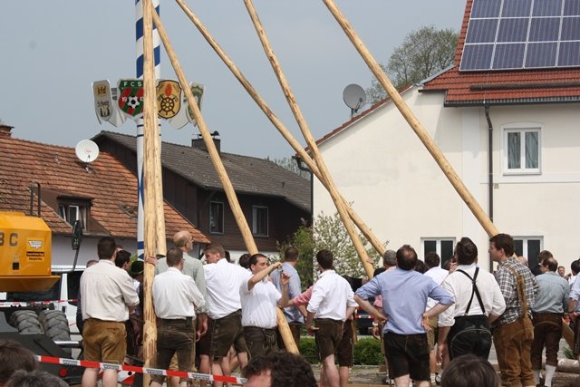 Maibaum 2013